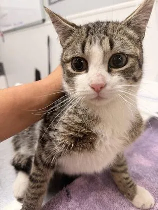 An adult small-sized male Domestic Short Hair cat named Kristoff for adoption in West Chester, PA