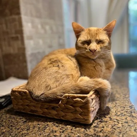 Clementine thumbnail 2