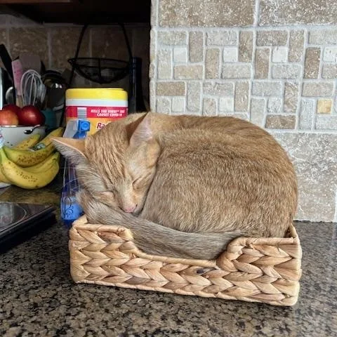 Clementine thumbnail 4