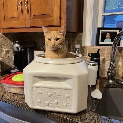 Clementine thumbnail 5