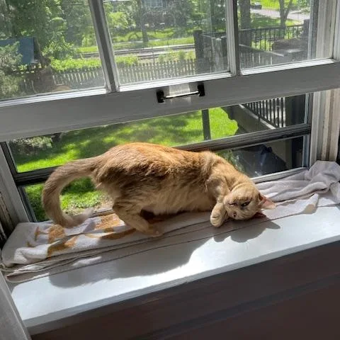 Clementine thumbnail 6