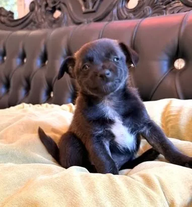 A baby small-sized female Chihuahua dog named Jolene for adoption in Santa Rosa, CA