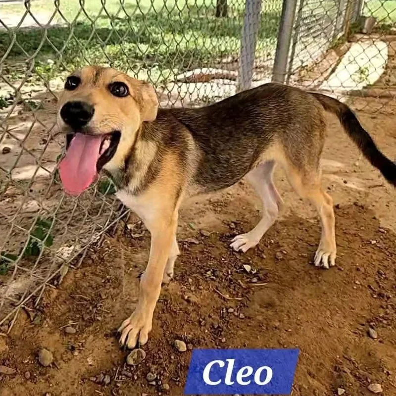 A baby medium-sized female Shepherd dog named Cleo for adoption in Boise, ID