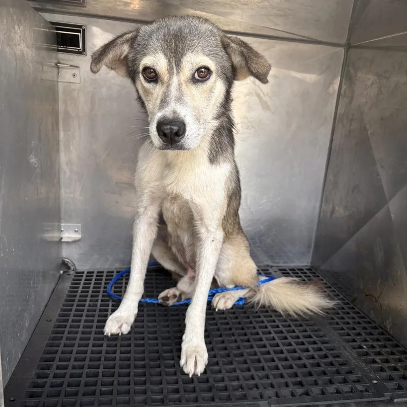 A young medium-sized male White / Cream Husky dog named Zuke for adoption in Bryan, TX