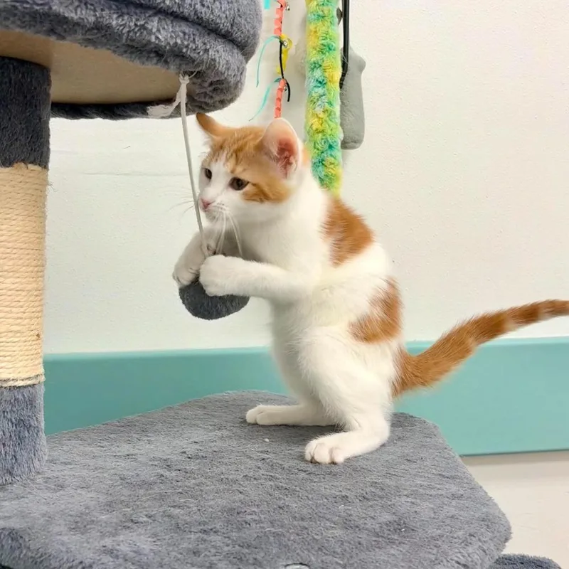 A baby small-sized male Domestic Short Hair cat named Webley for adoption in South Bend, IN