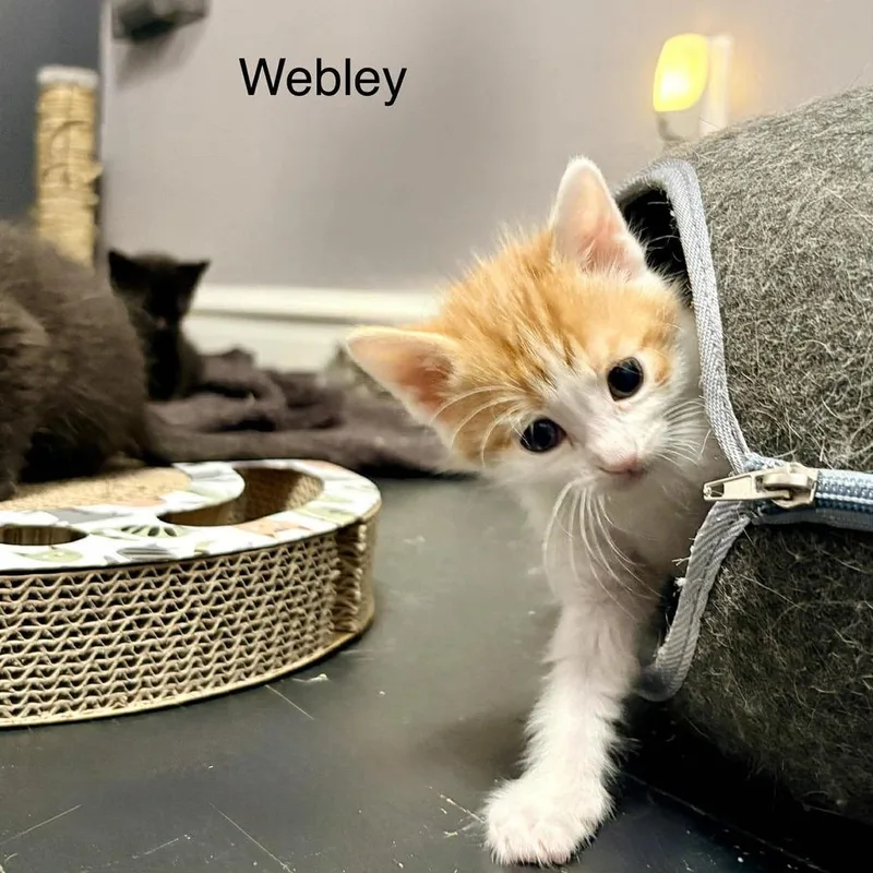 Webley thumbnail 4