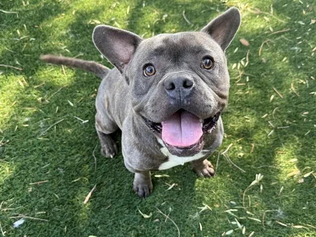 An adult medium-sized male American Bulldog dog named Ridgeline for adoption in Antioch, CA
