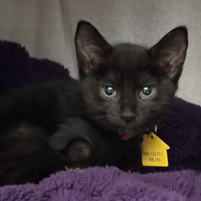 A baby small-sized female Black Domestic Short Hair cat named Jesse for adoption in Springfield, MA