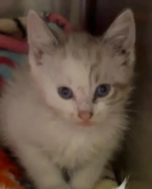 A baby small-sized male Domestic Short Hair cat named Mao for adoption in Elizabethton, TN