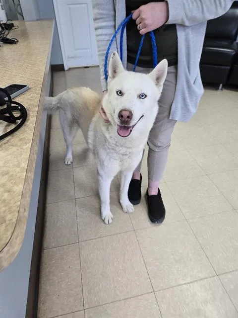 A young large-sized male Husky dog named Lightning for adoption in Killeen, TX
