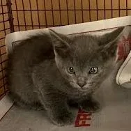 A baby small-sized female Gray / Blue / Silver Domestic Short Hair cat named Smurfette for adoption in Austin, TX