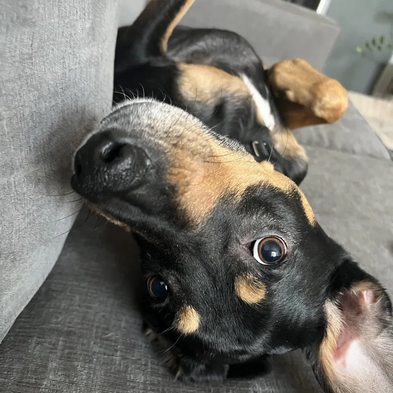 Oscar Courtesty Post thumbnail 2