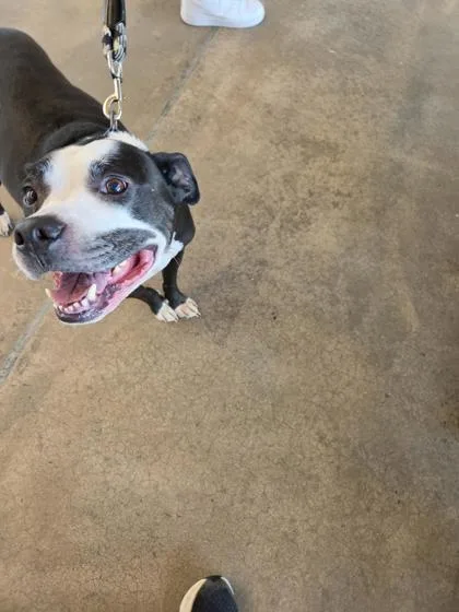 A senior large-sized male Mixed Breed dog named Spanky for adoption in West Chester, PA