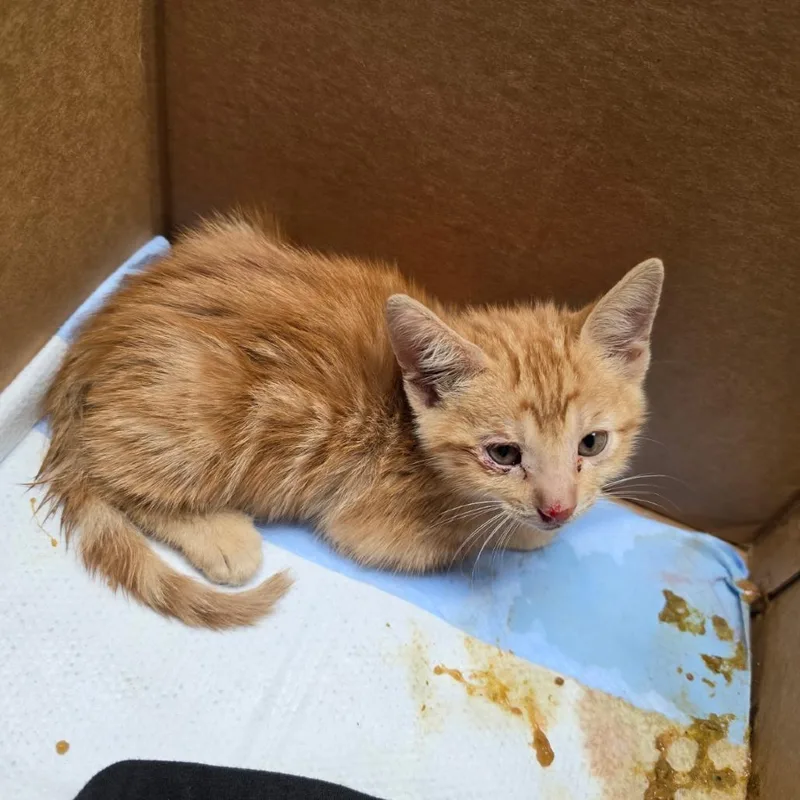 A baby small-sized male Domestic Short Hair cat named Naranja for adoption in Edinburg, TX
