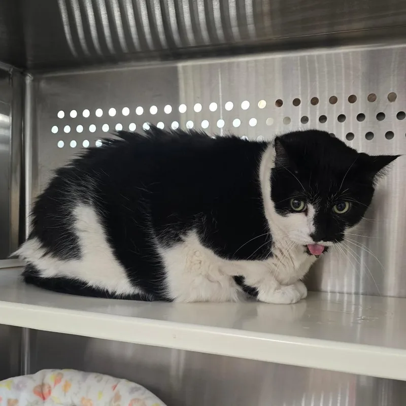 A senior extra large-sized male Black Domestic Short Hair cat named Kijo for adoption in Denver, CO