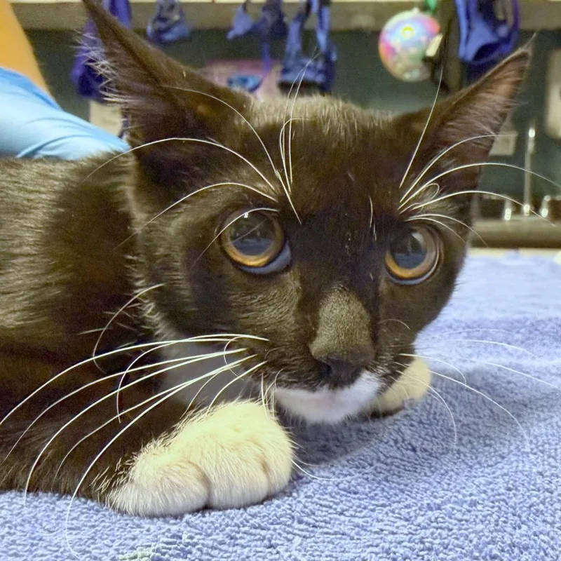 A baby small-sized female Black Domestic Short Hair cat named Periwinkle for adoption in Providence, RI