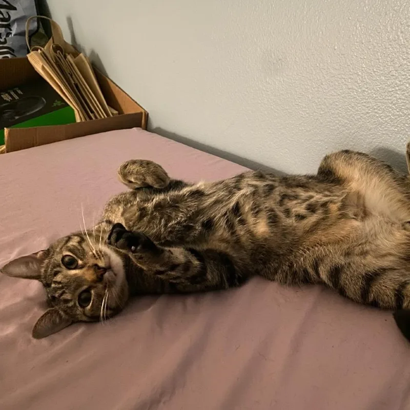 An adult small-sized male Brown / Chocolate Domestic Short Hair cat named Draco for adoption in Yucca Valley, CA