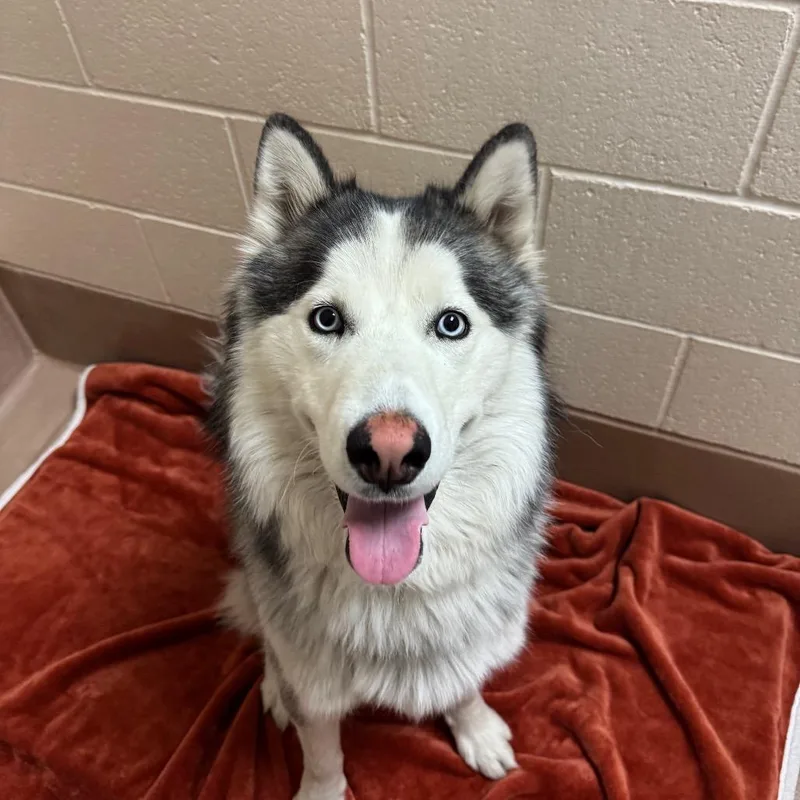 A young medium-sized male Black Siberian Husky dog named Baxter for adoption in Reno, NV