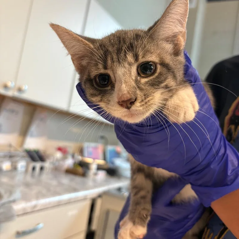 A baby small-sized female Gray / Blue / Silver Domestic Short Hair cat named Sanya for adoption in Huntington, WV