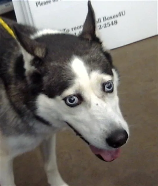 An adult medium-sized female Mixed Breed dog named Akira for adoption in Dallas, TX