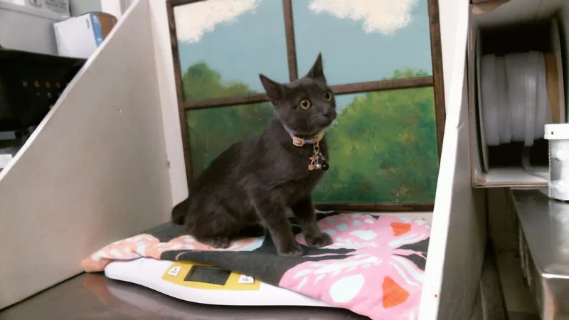 A baby small-sized male Russian Blue cat named Echo Stone for adoption in Houston, TX