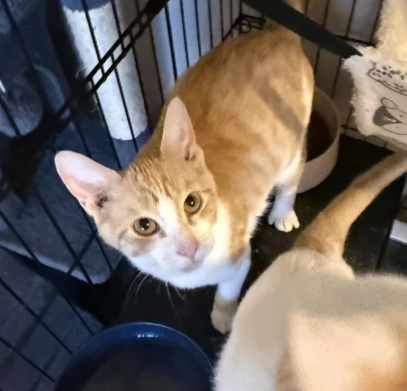 A baby small-sized female Domestic Short Hair cat named Flamenco G. for adoption in Peoria, IL