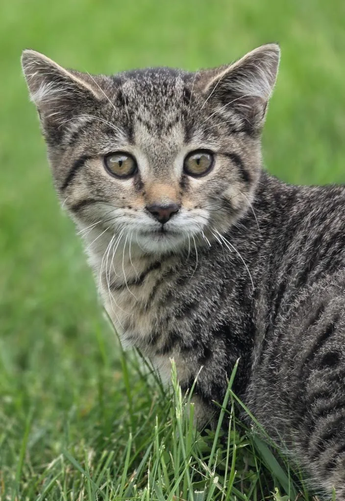 A baby medium-sized male Domestic Short Hair cat named Toby for adoption in Huntington, IN