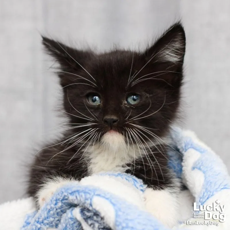A baby medium-sized male Domestic Short Hair cat named Haymitch for adoption in Washington, DC