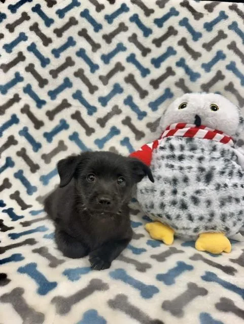 A young medium-sized male Black Labrador Retriever dog named Koi for adoption in Miami, FL