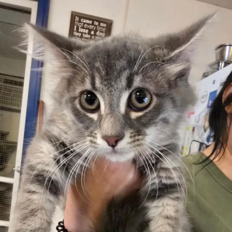 A baby small-sized female Gray / Blue / Silver Domestic Medium Hair cat named Toto for adoption in Hanna City, IL