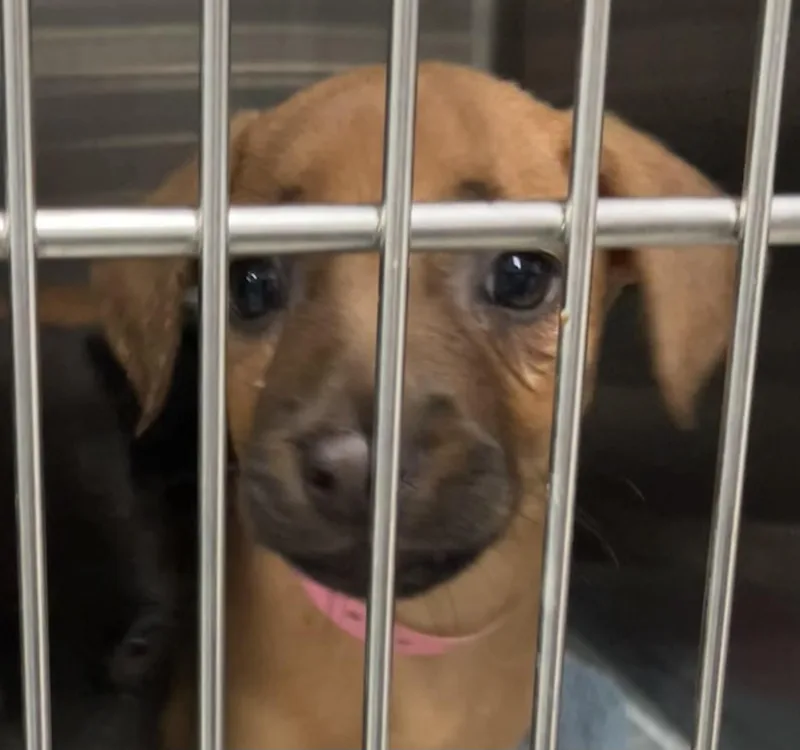 A baby medium-sized female Black Mixed Breed dog named Allie for adoption in Parma, OH