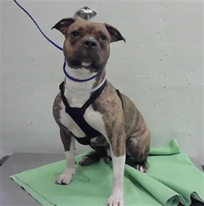 A young large-sized male Staffordshire Bull Terrier dog named Montana for adoption in Houston, TX