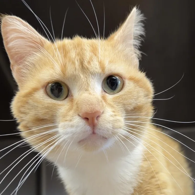 An adult medium-sized male Orange / Red Domestic Short Hair cat named Bug for adoption in Henderson, KY