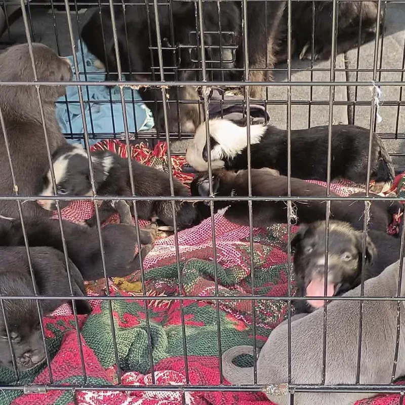 A baby medium-sized female Pit Bull Terrier dog named Gussie for adoption in Lima, OH