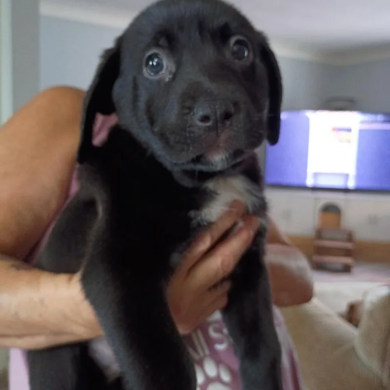 Gussie thumbnail 2