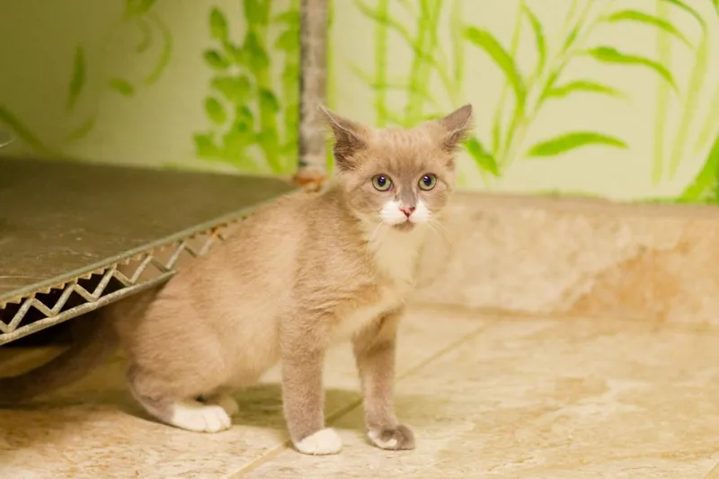 A baby medium-sized female Siamese cat named Darjeeling for adoption in Hot Springs, AR