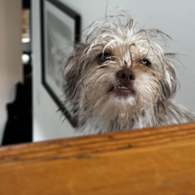 A baby small-sized female Yellow / Tan / Blond / Fawn Shih Tzu dog named ZouZou for adoption in Dallas, TX