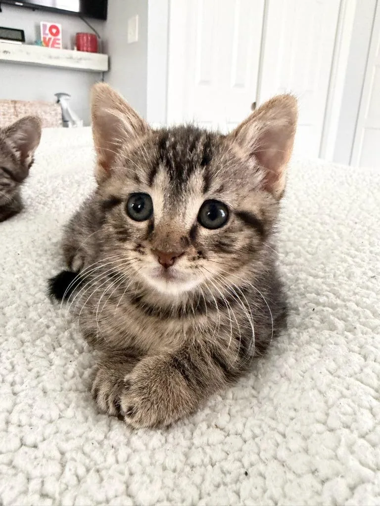 Lola Bunny  Peter thumbnail 2