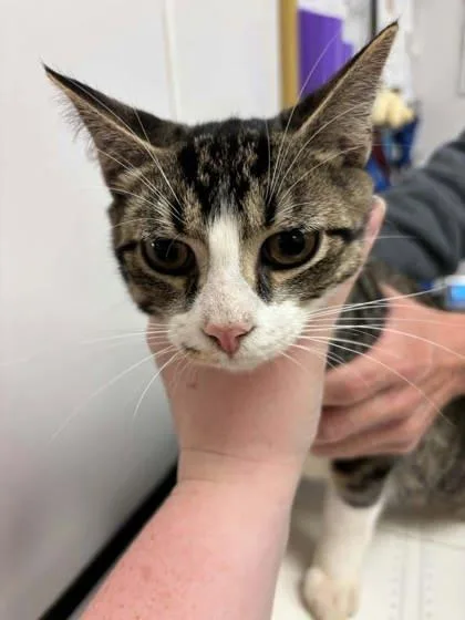 An adult small-sized male Domestic Short Hair cat named Majestic for adoption in South Bend, IN