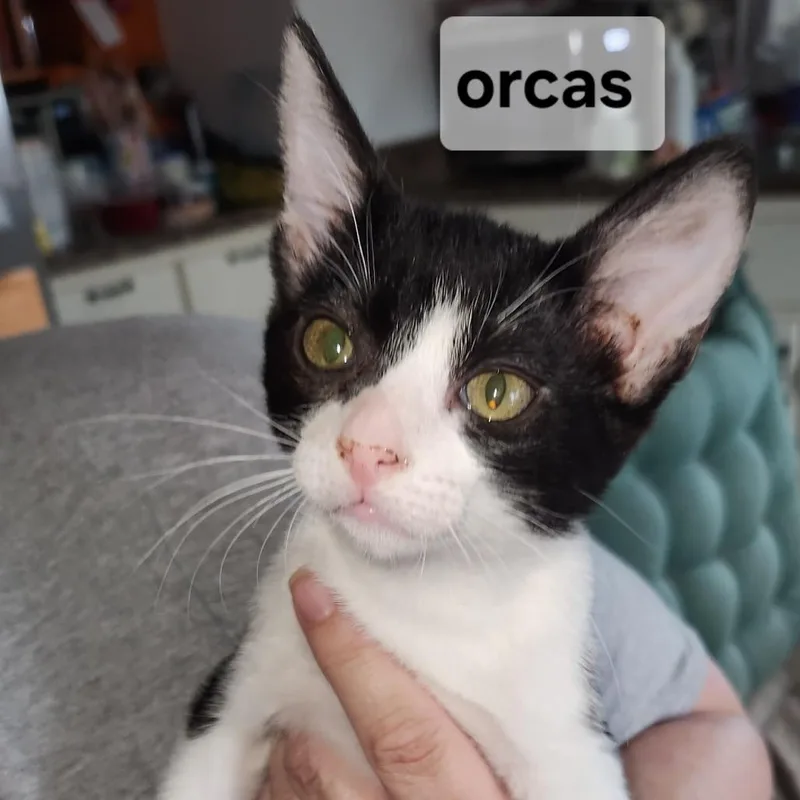 A baby small-sized female Black & White / Tuxedo Domestic Short Hair cat named FOrca for adoption in Arizona City, AZ