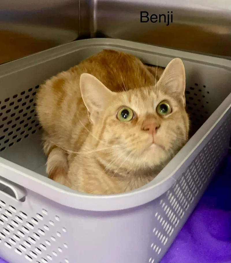 A young medium-sized male Tabby (Orange / Red) Tabby cat named Benji for adoption in Wyandotte, MI