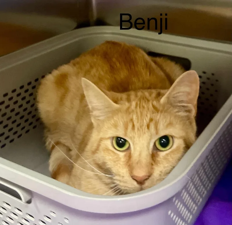 Benji thumbnail 3