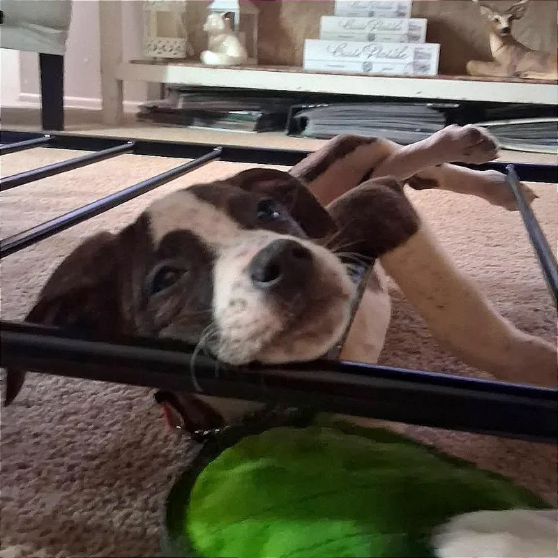 A baby medium-sized female Brown / Chocolate Pit Bull Terrier dog named Holly for adoption in Monroe, MI