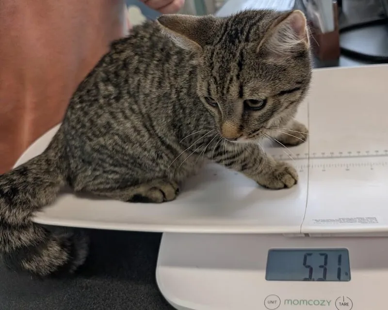 A young medium-sized female Tabby (Brown / Chocolate) Domestic Short Hair cat named Zia for adoption in Adrian, MI