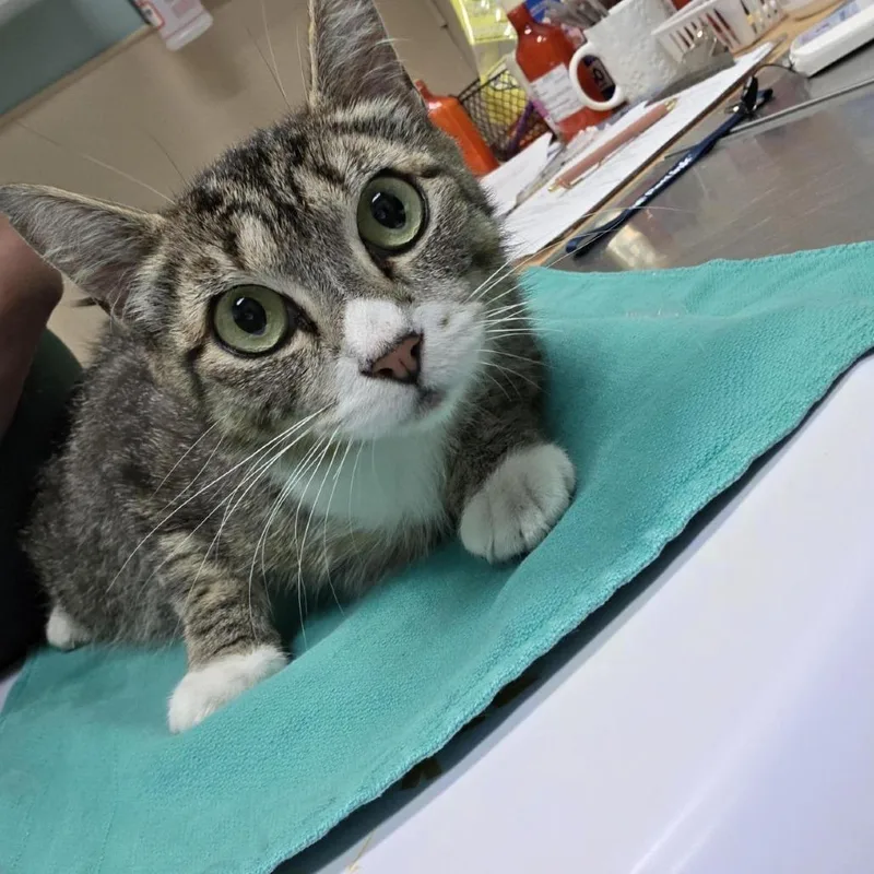 An adult medium-sized female Brown / Chocolate Domestic Short Hair cat named Marzipan for adoption in Tacoma, WA