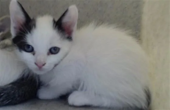 A baby small-sized male Domestic Short Hair cat named Tim for adoption in Downey, CA