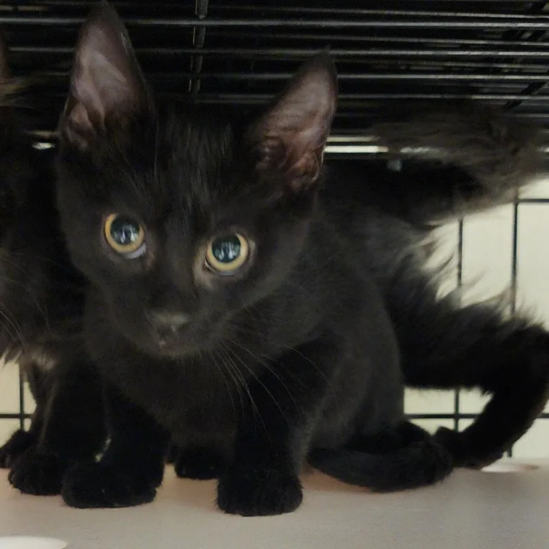A baby small-sized male Black Domestic Short Hair cat named Pipsqueak for adoption in Columbus, NC