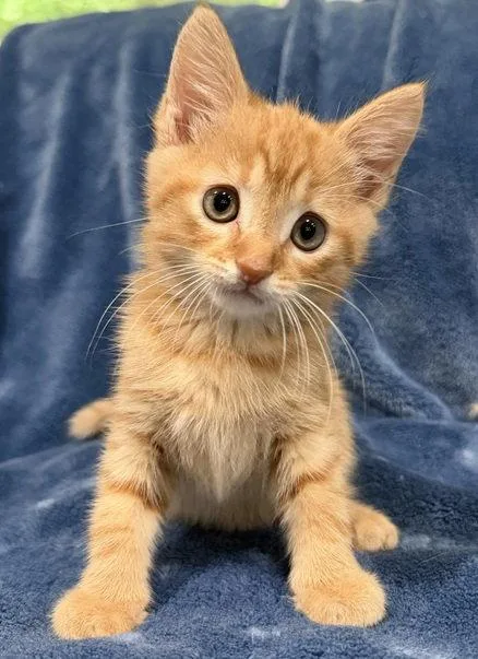 A baby medium-sized male Orange / Red Domestic Short Hair cat named Cheddar for adoption in Nashville, TN