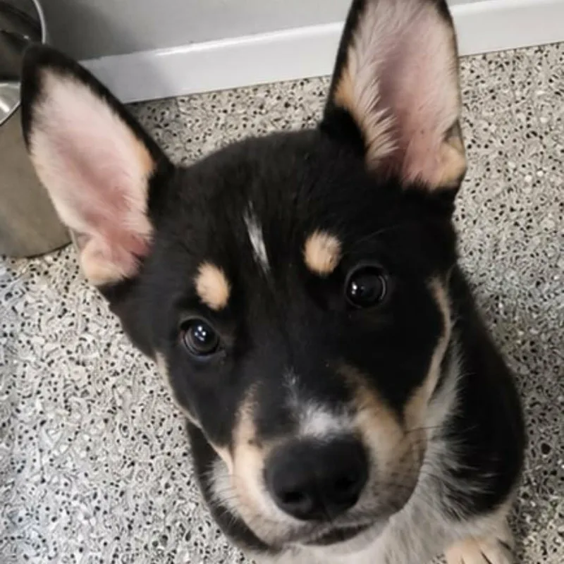 A baby large-sized male Tricolor (Brown, Black, & White) Shepherd dog named Rolo for adoption in Orange, VA