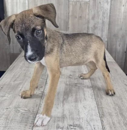 An adult medium-sized female Mixed Breed dog named Sassafras for adoption in Shreveport, LA